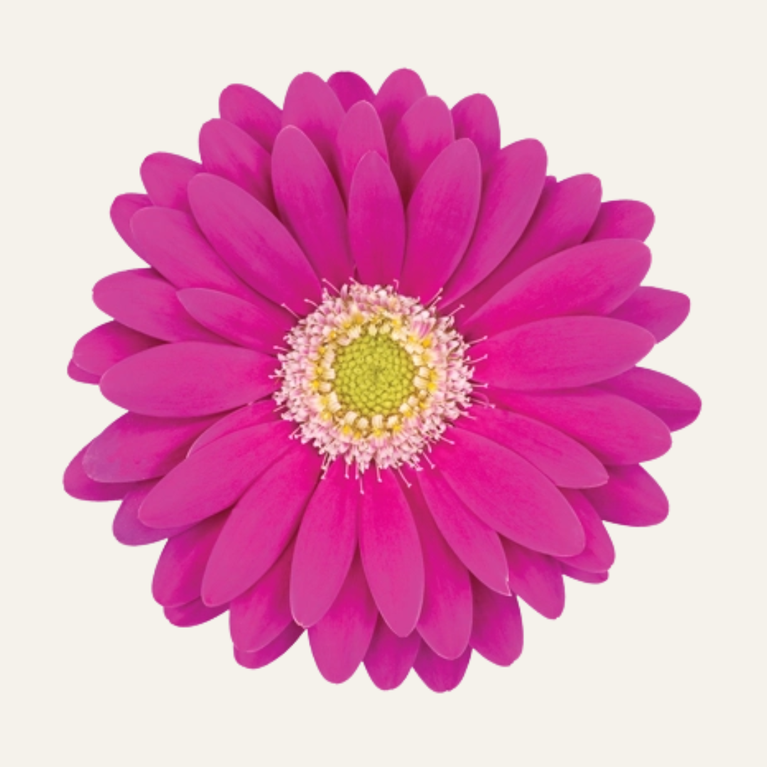 Outdoor Gerberas - Sunshapers [PRE-ORDER]