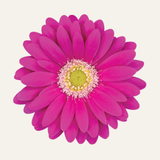 Outdoor Gerberas - Sunshapers