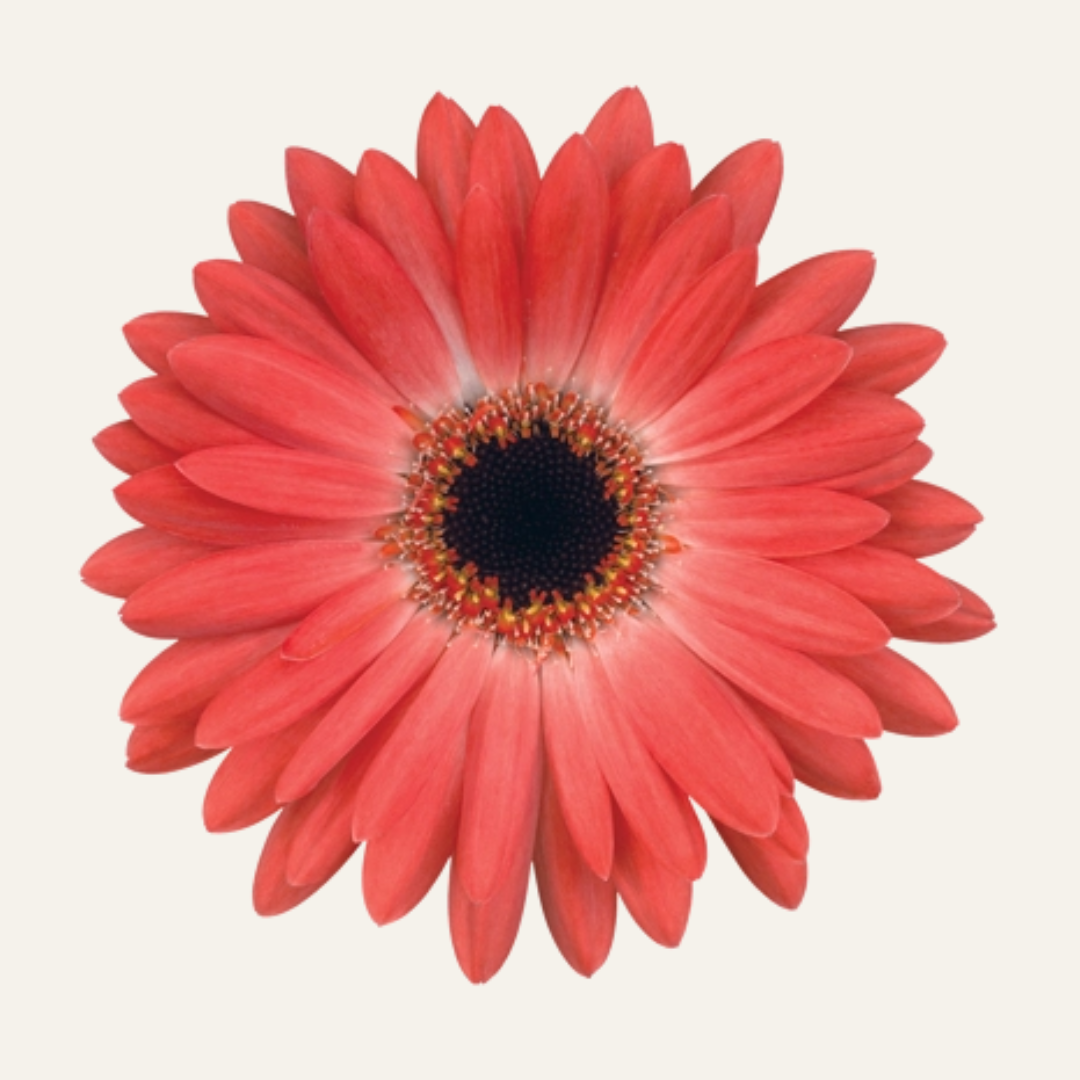 Outdoor Gerberas - Sunshapers [PRE-ORDER]
