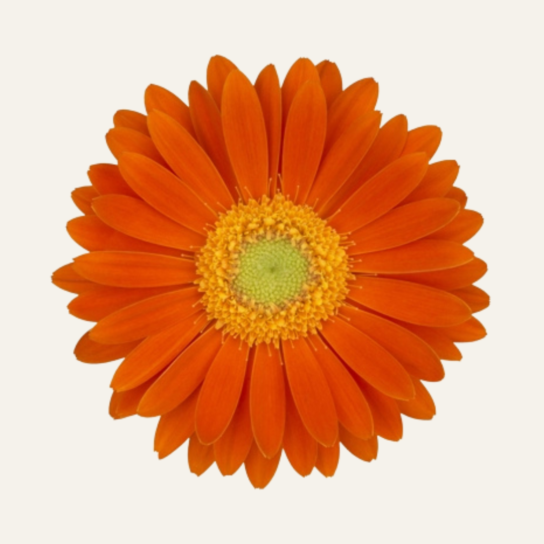 Outdoor Gerberas - Sunshapers [PRE-ORDER]