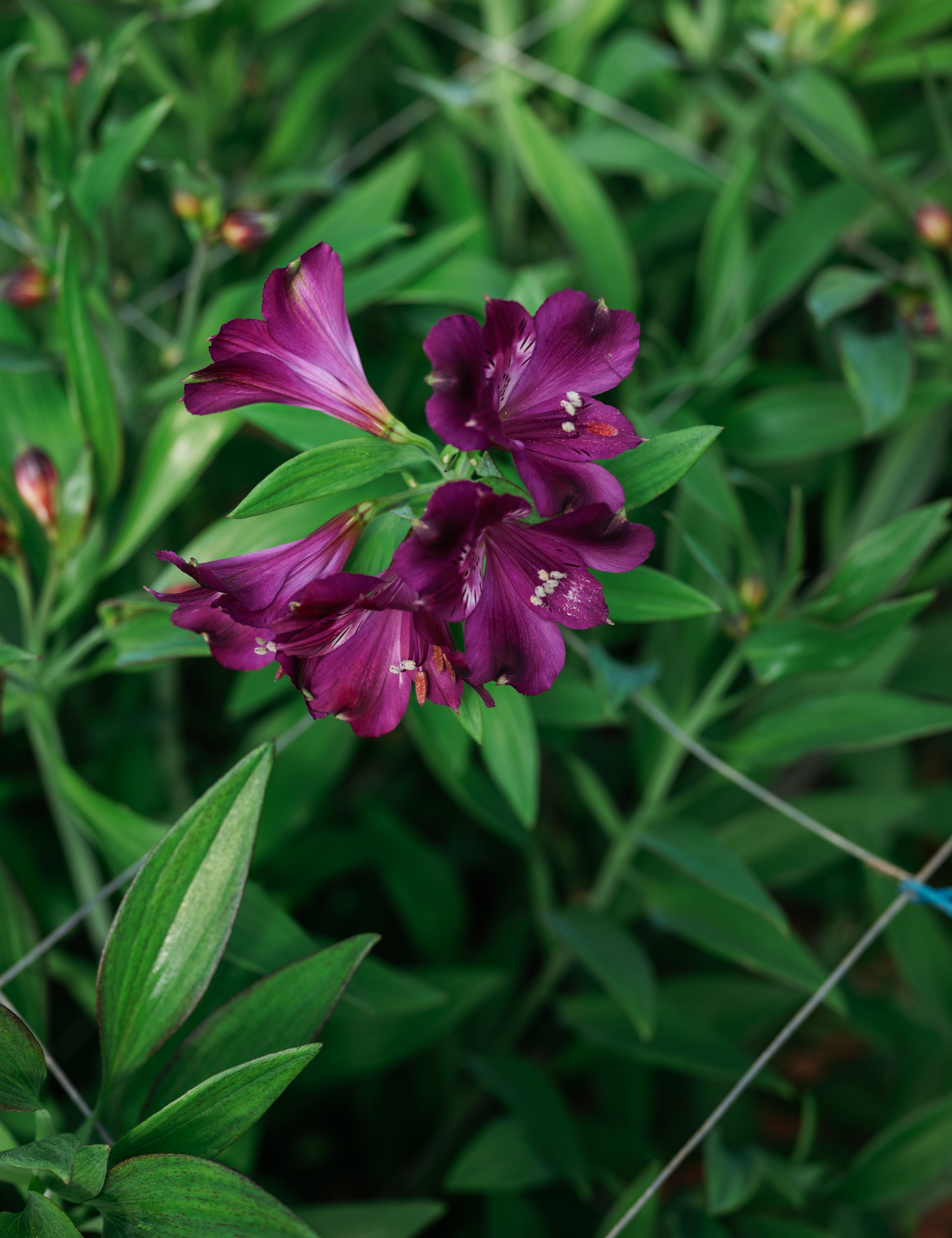Alstroemerias