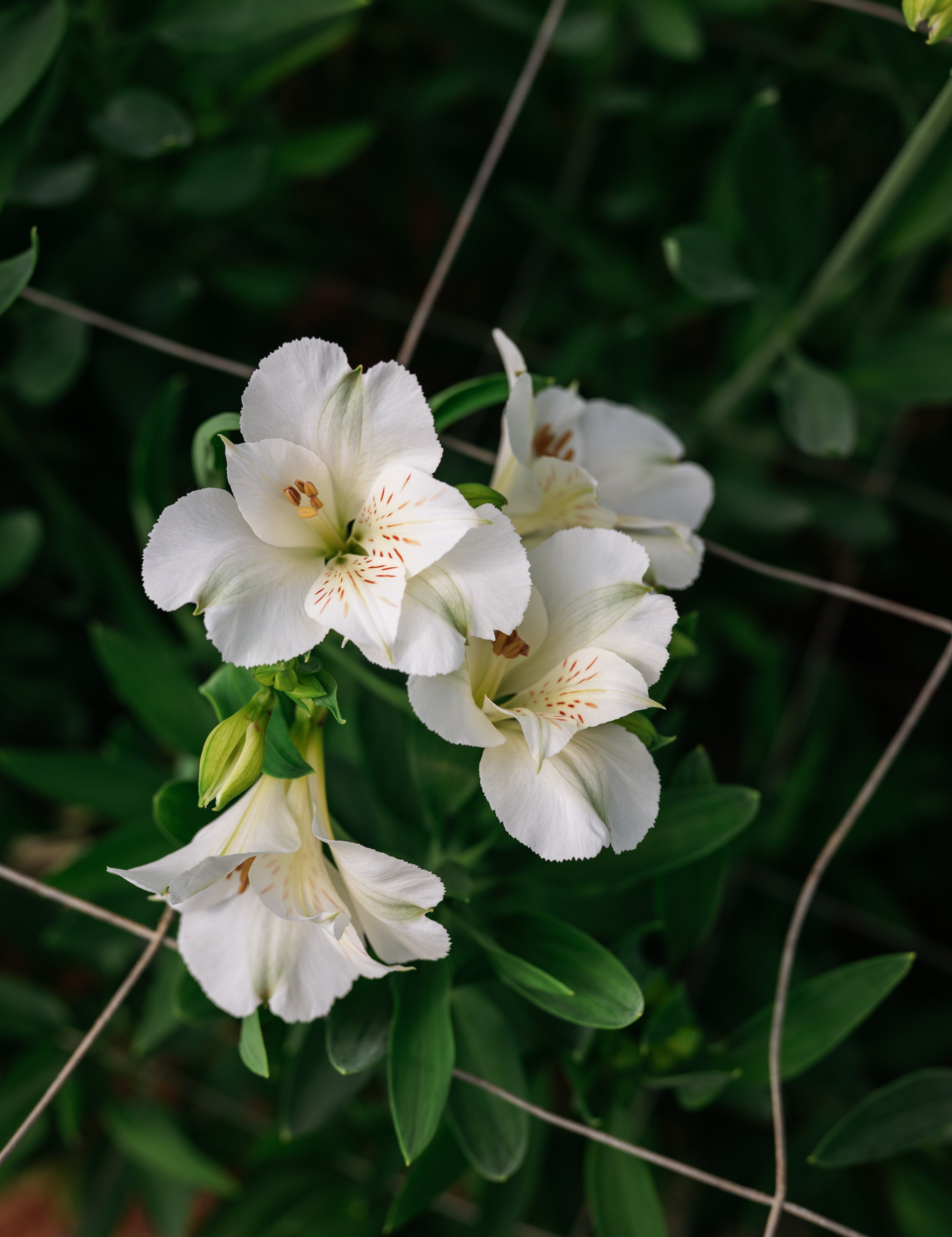 Alstroemerias