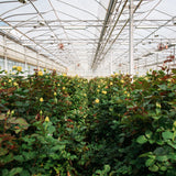 Farm Tour at Eurosa
