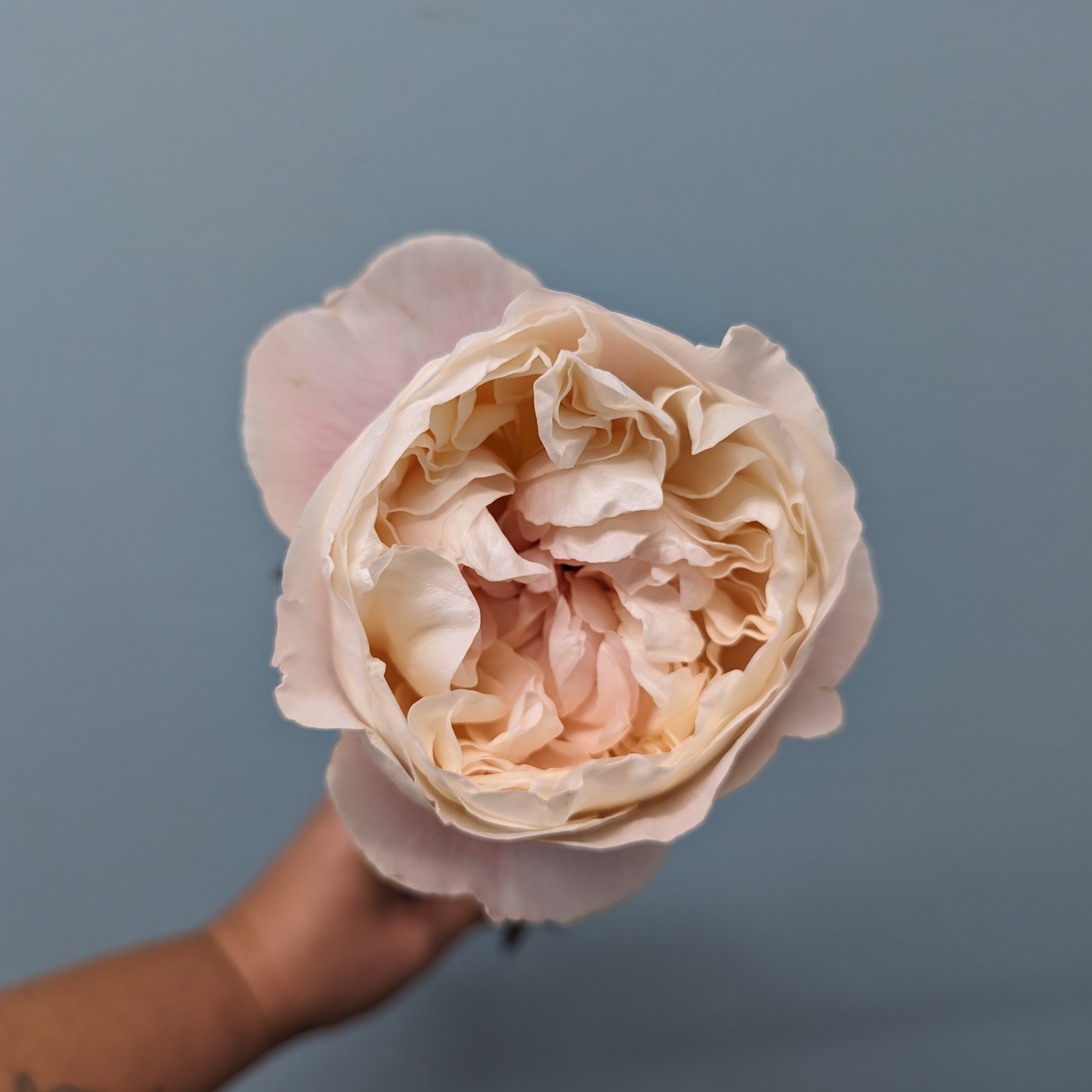 Gorki Park Peach Garden Rose
