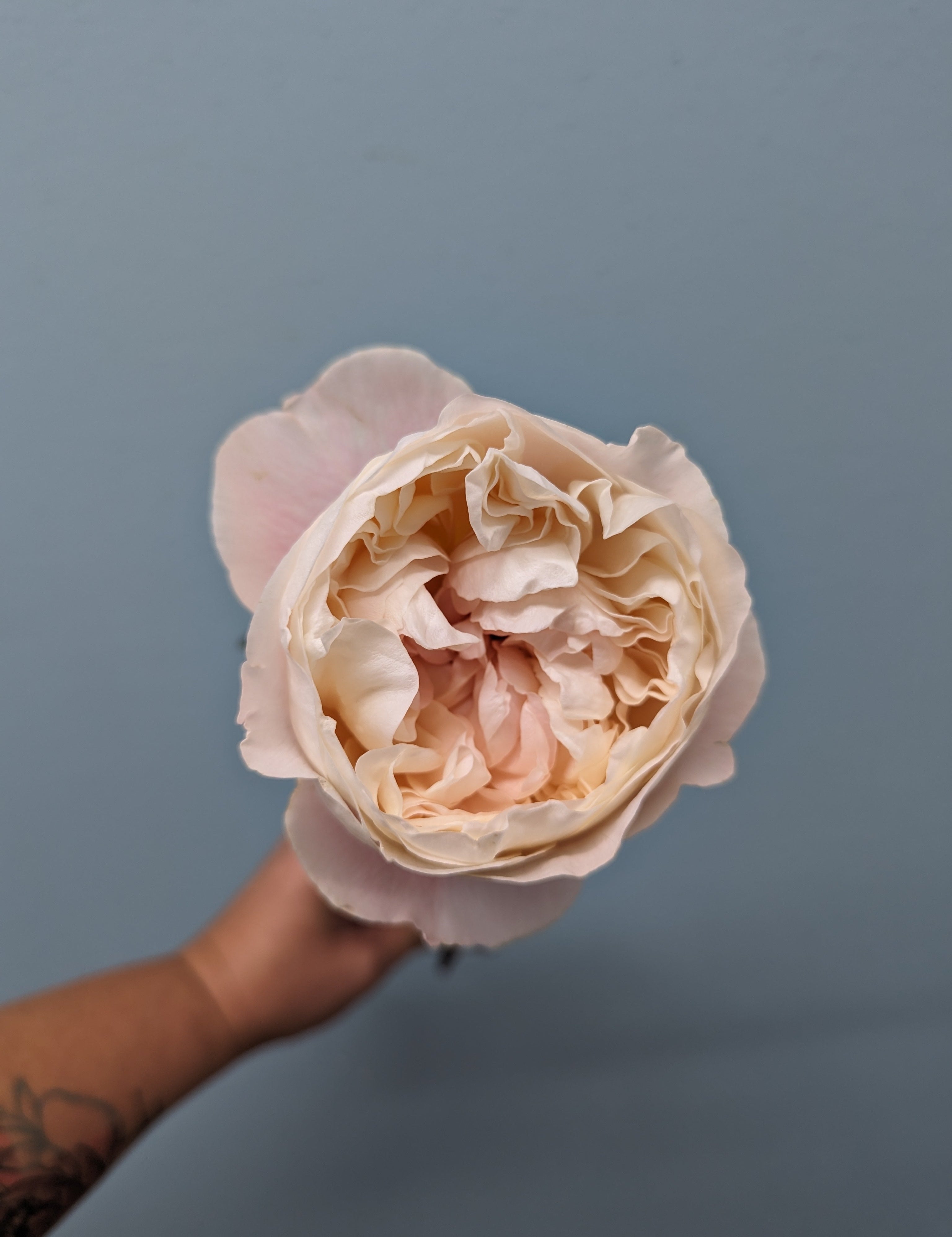 Gorki Park Peach Garden Rose