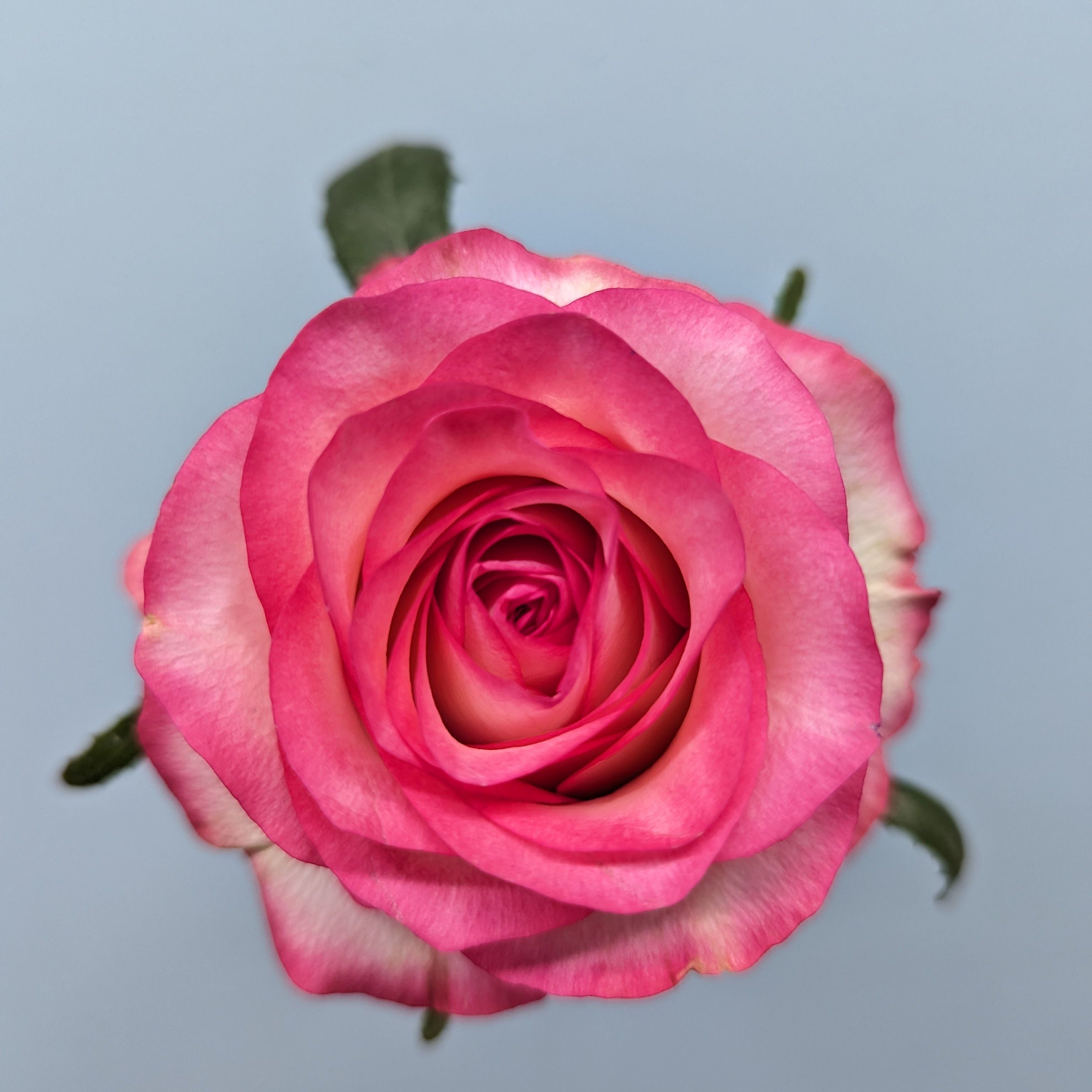 Jumilla Pink Rose