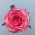 Jumilla Pink Rose