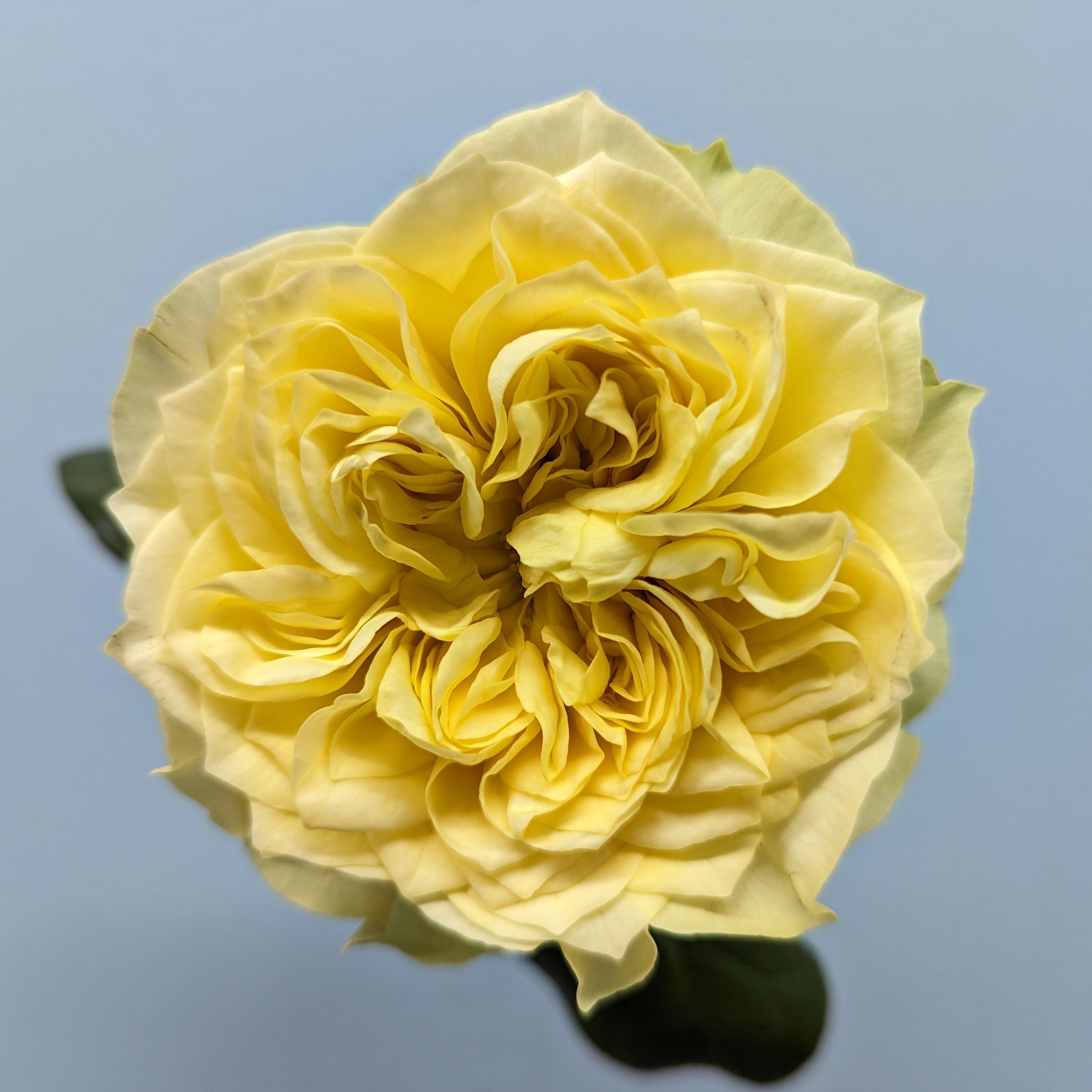 Kensington Gold Garden Rose Yellow