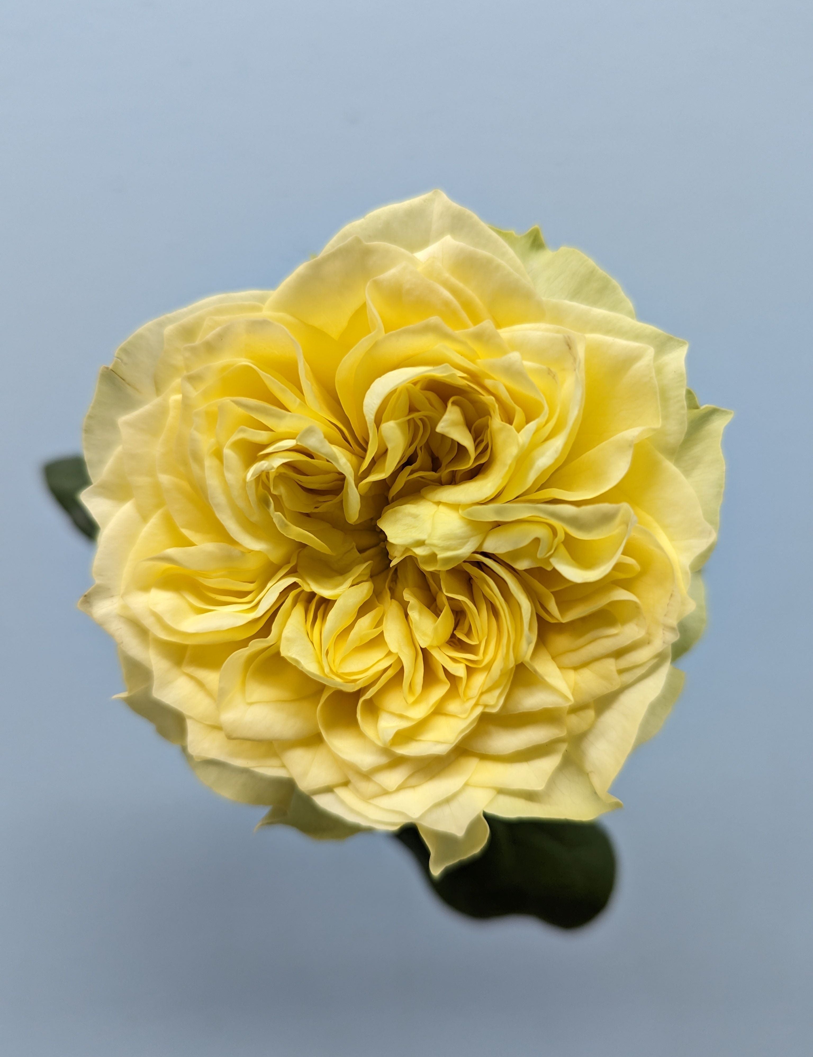 Kensington Gold Garden Rose Yellow