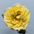 Kensington Gold Garden Rose Yellow