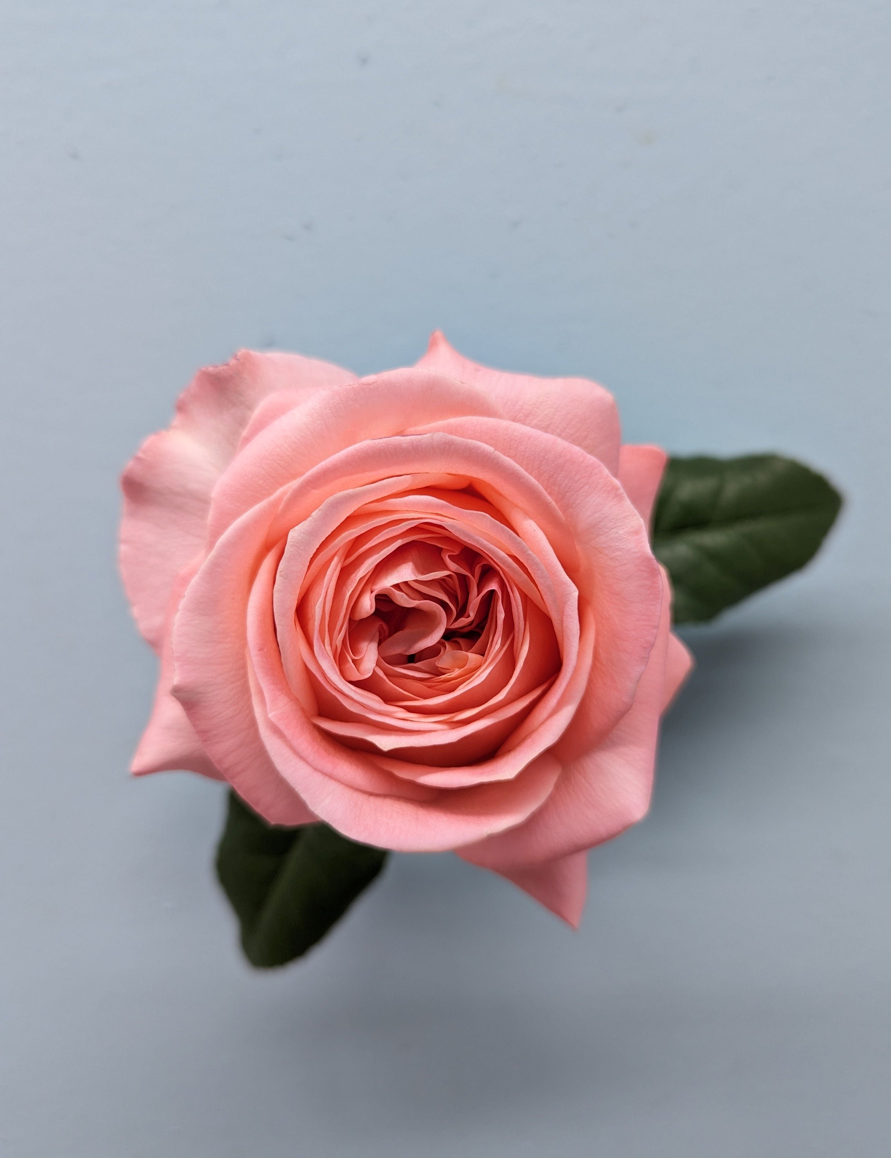 London Eye Coral Garden Rose