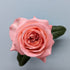 London Eye Coral Garden Rose