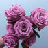 Maritime Purple Rose