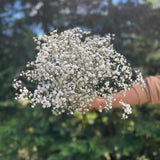 Baby's Breath