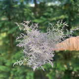 Limonium