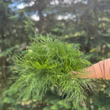 Tree Fern