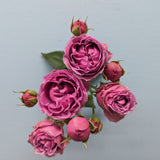 Mystic Bubbles Purple Rose Spray
