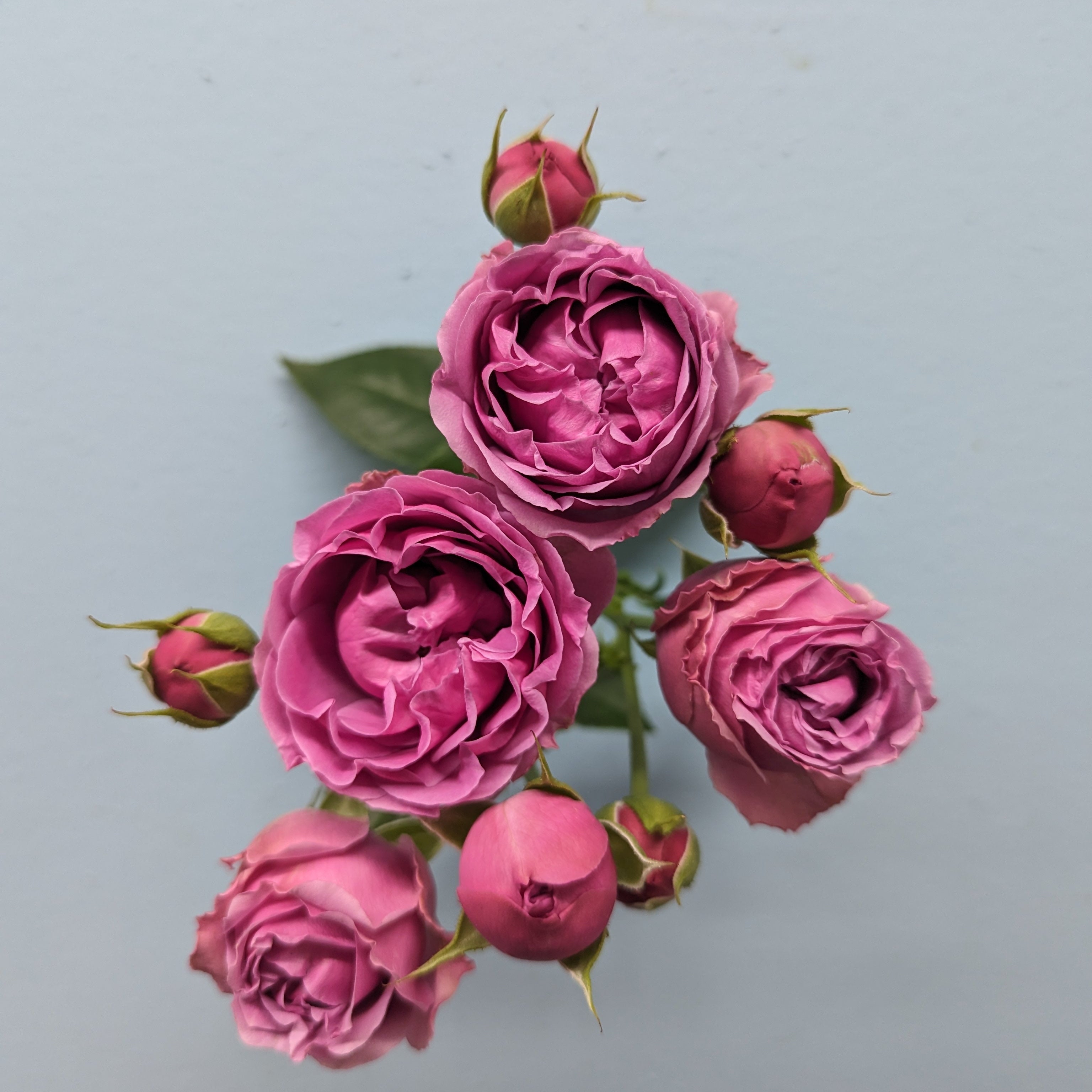 Mystic Bubbles Purple Rose Spray