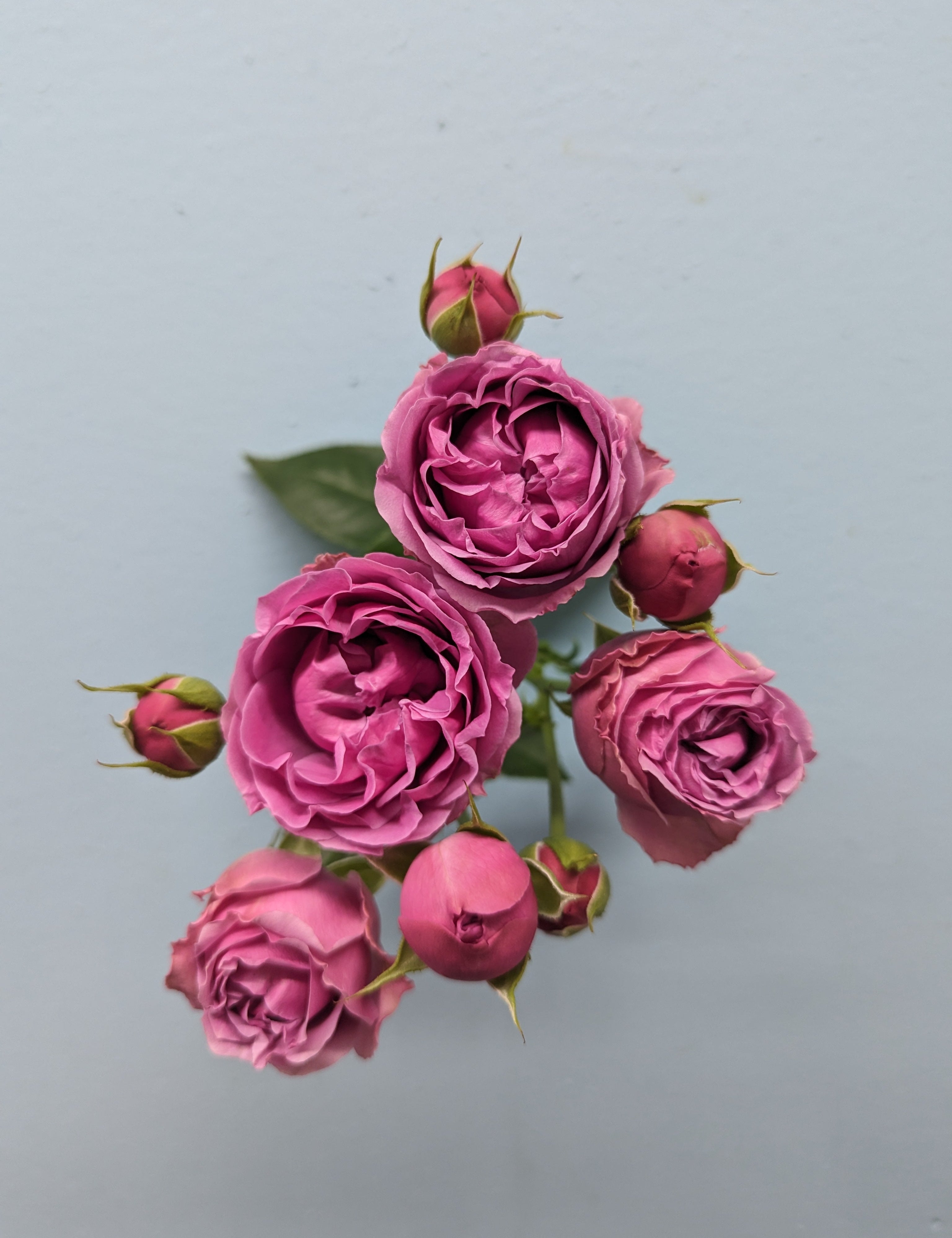Mystic Bubbles Purple Rose Spray
