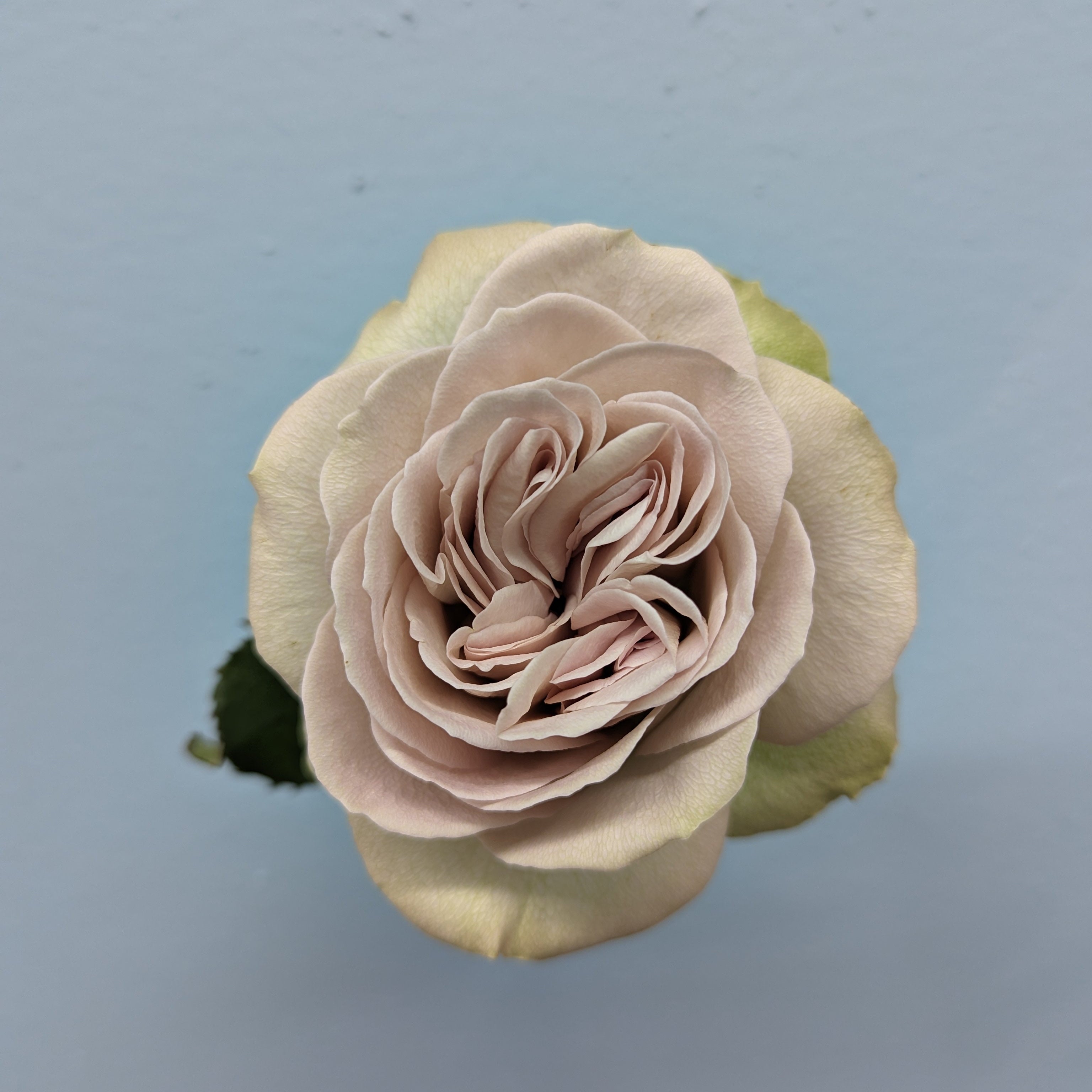 Notre Dam Grey Rose