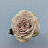 Notre Dam Grey Rose