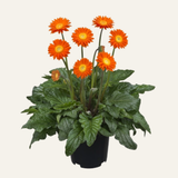 Outdoor Gerberas - Sunshapers