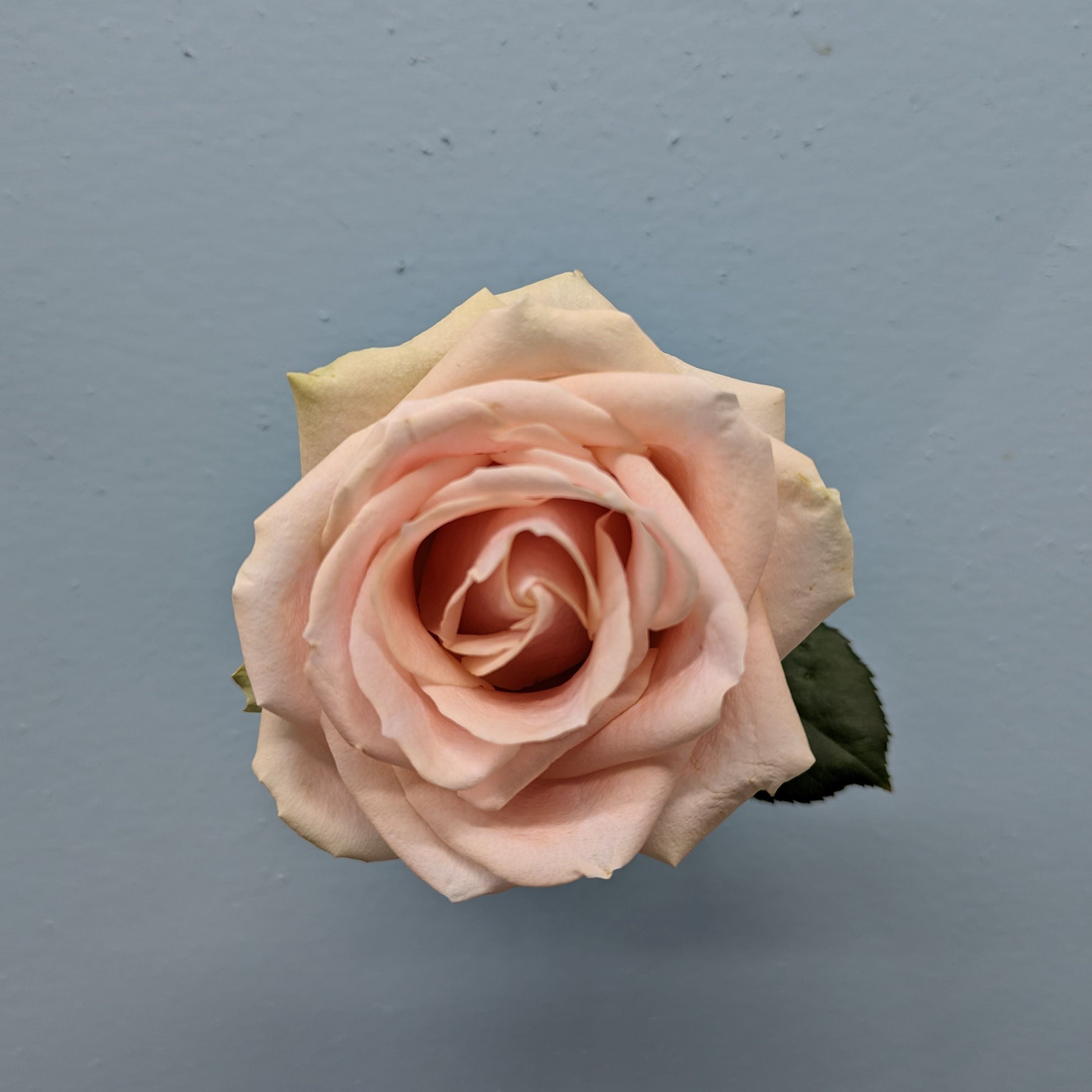 Pearl Avalanche Peach Rose