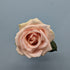 Pearl Avalanche Peach Rose