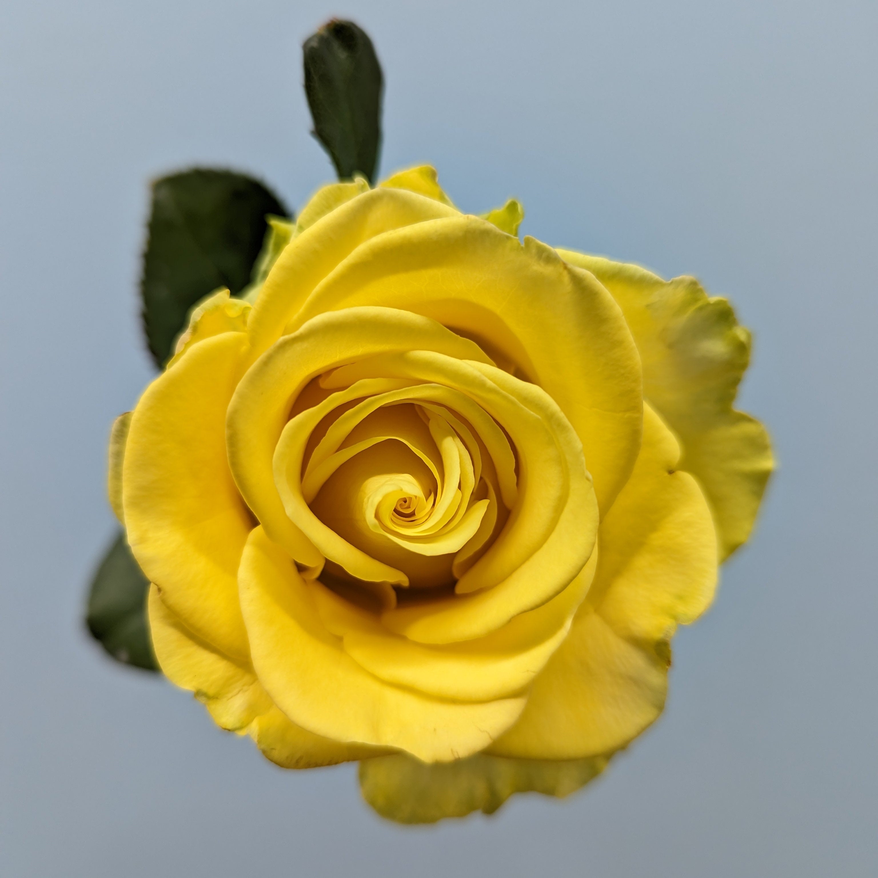 Penny Lane Yellow Rose
