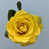 Penny Lane Yellow Rose