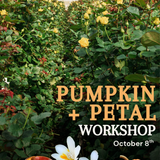 Pumpkin + Petal