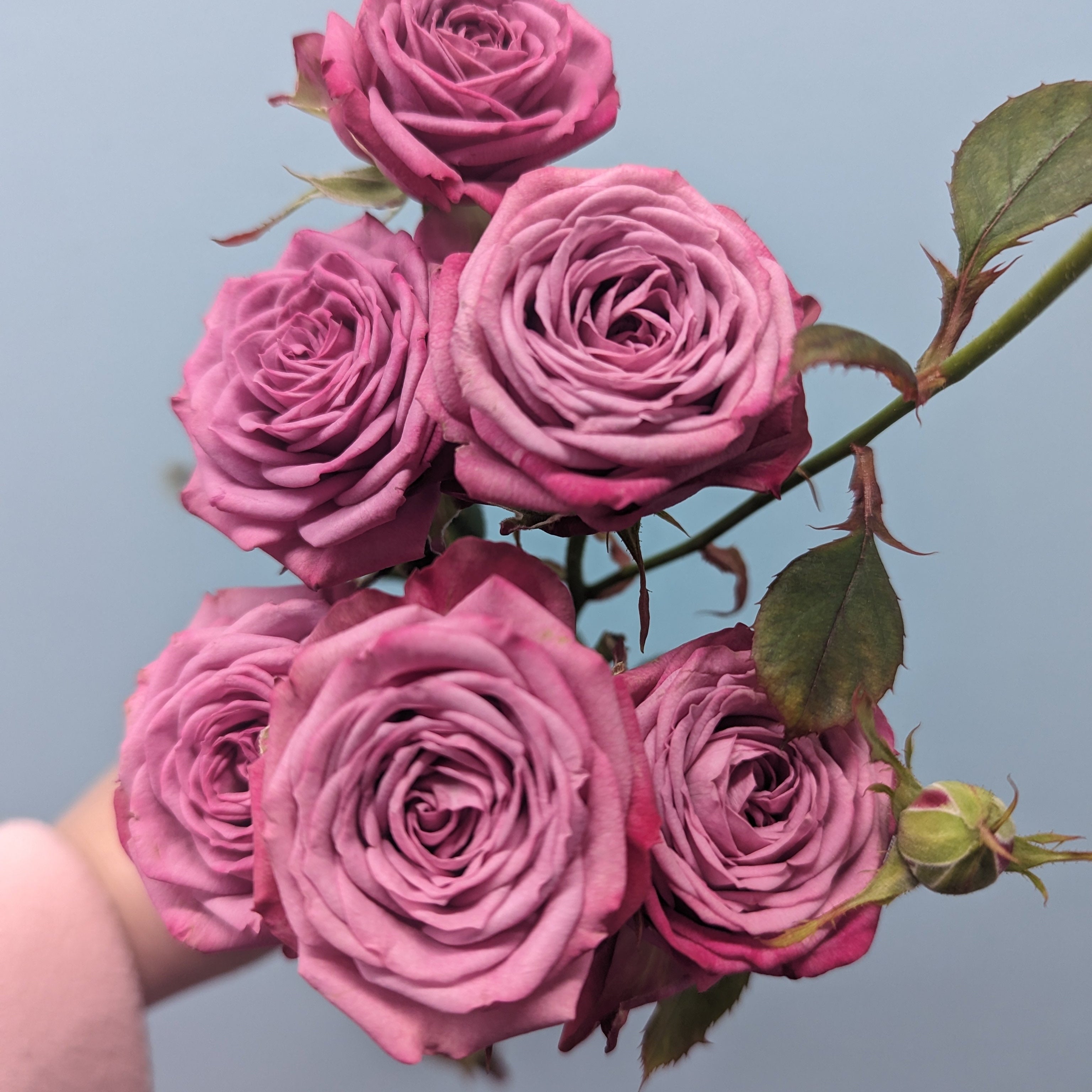 Purple Queen Rose Spray
