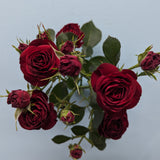 Red Trendsetter Rose Spray