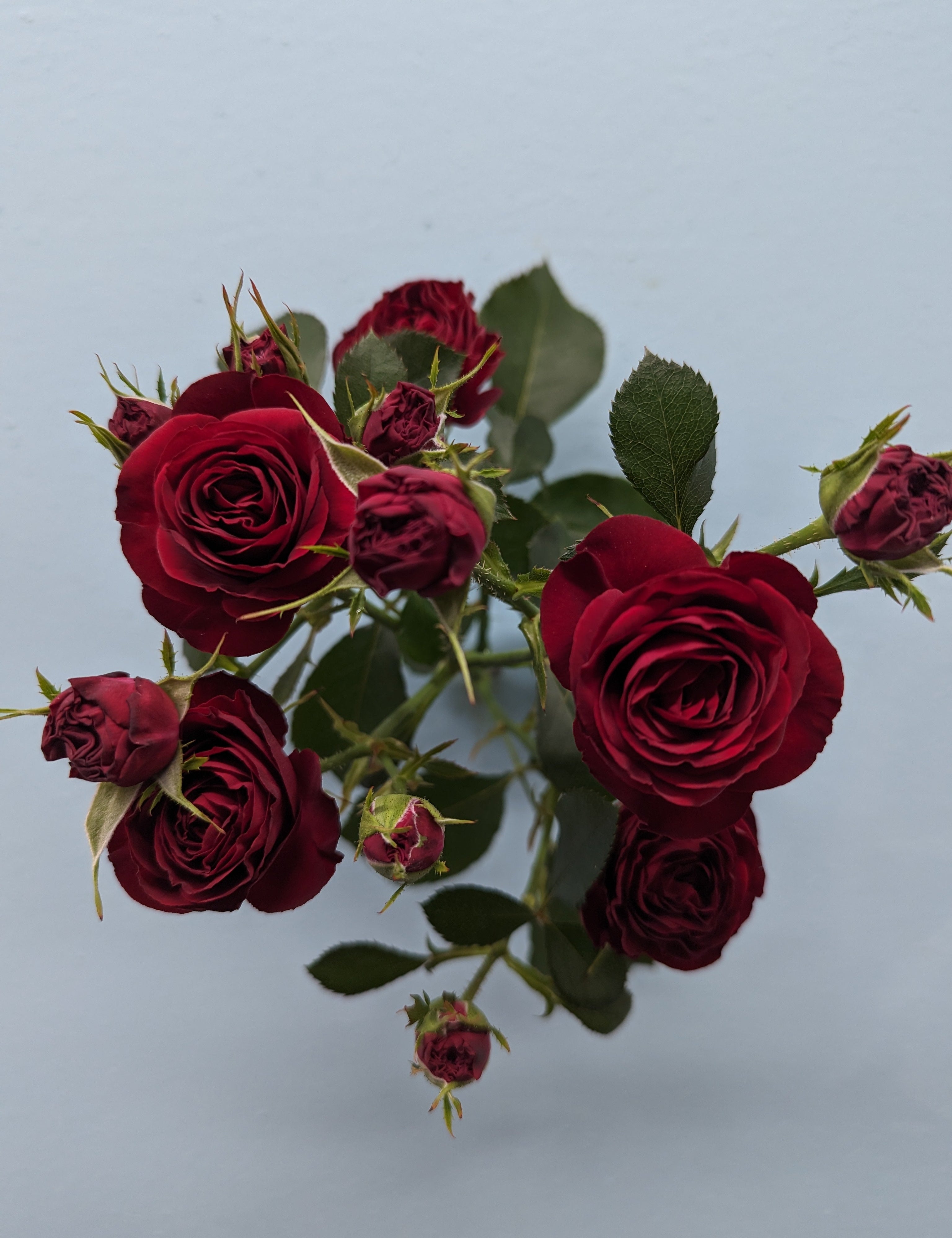 Red Trendsetter Rose Spray