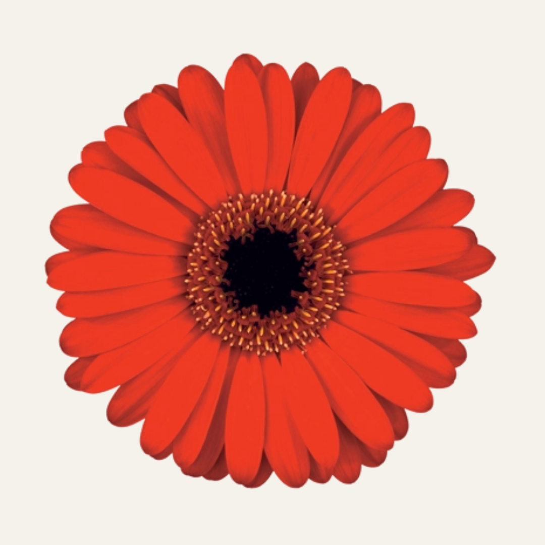 Outdoor Gerberas - Sunshapers [PRE-ORDER]