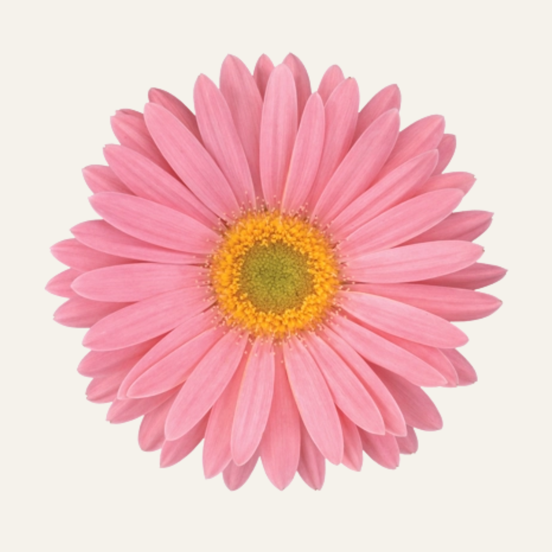 Outdoor Gerberas - Sunshapers [PRE-ORDER]