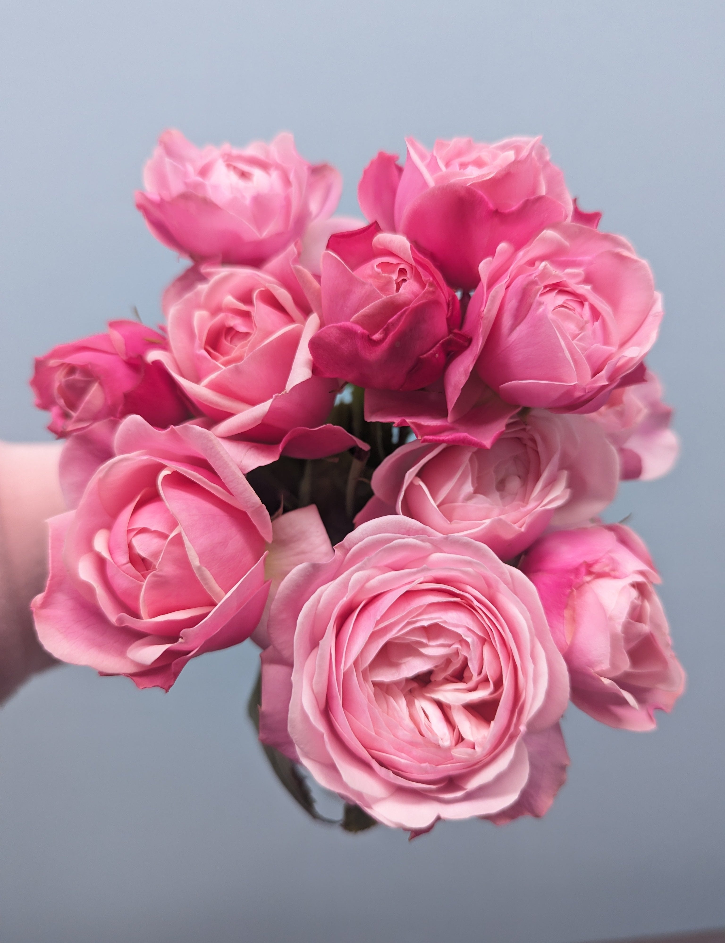 Silva pink Rose Spray