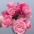 Silva pink Rose Spray