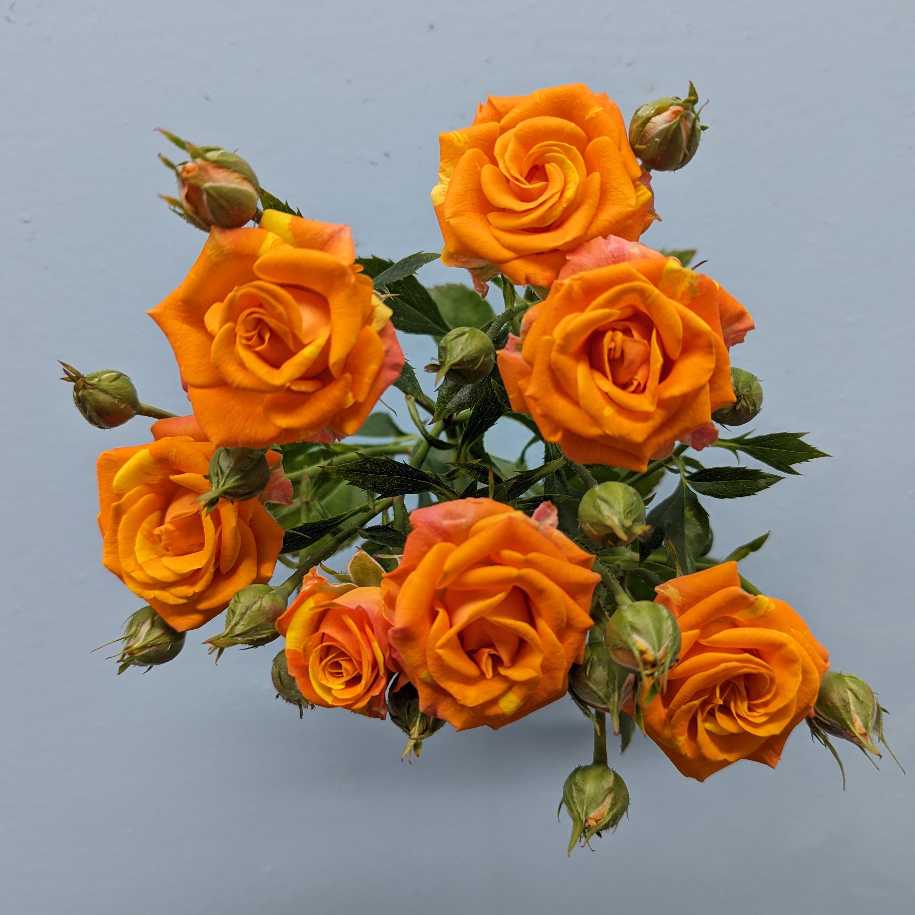Smashing Rose Spray Orange