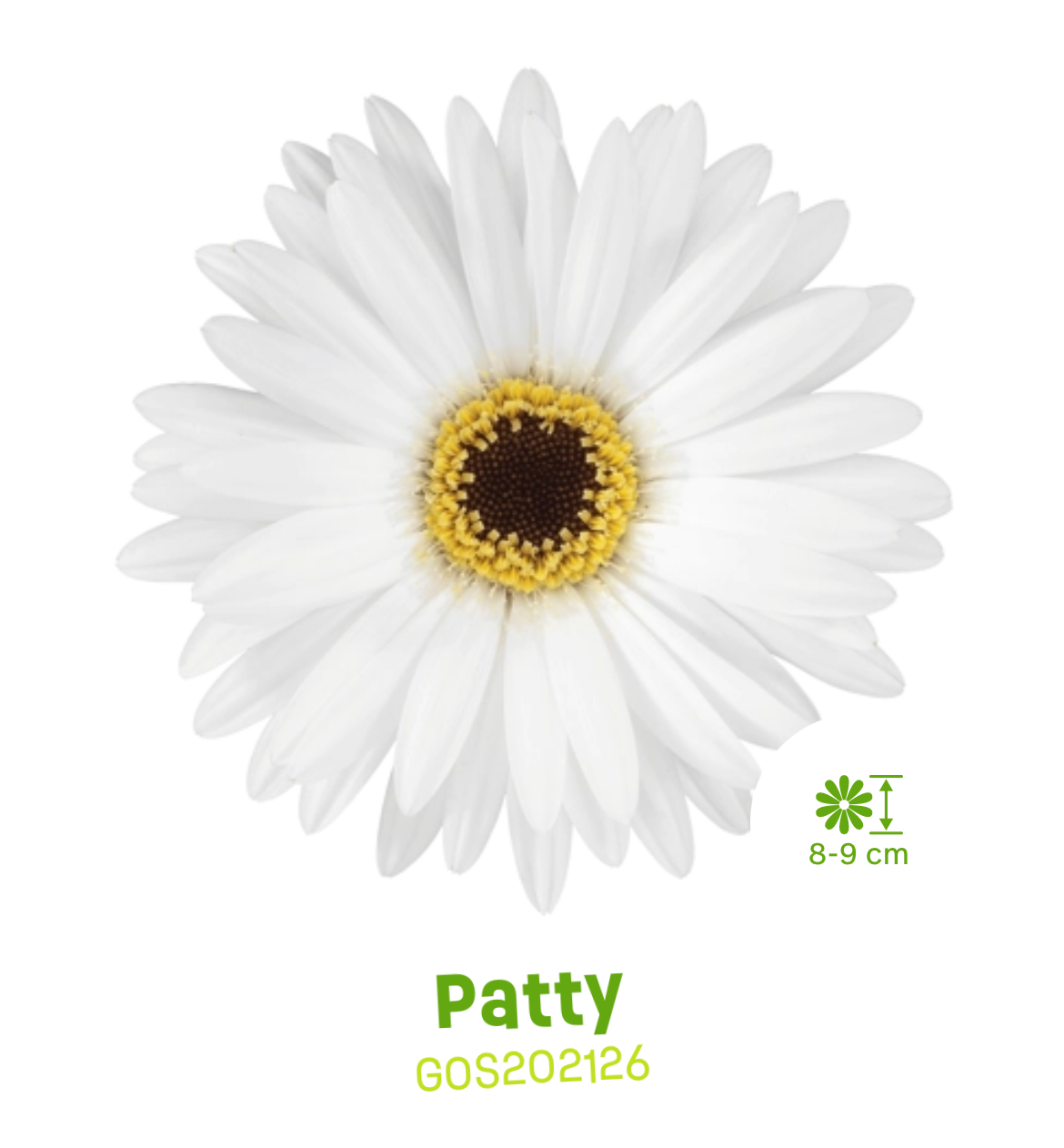 Outdoor Gerberas - Sunshapers