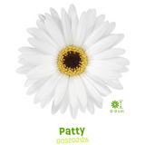 Outdoor Gerberas - Sunshapers