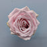 Sweet Avalanche Soft Pink Rose