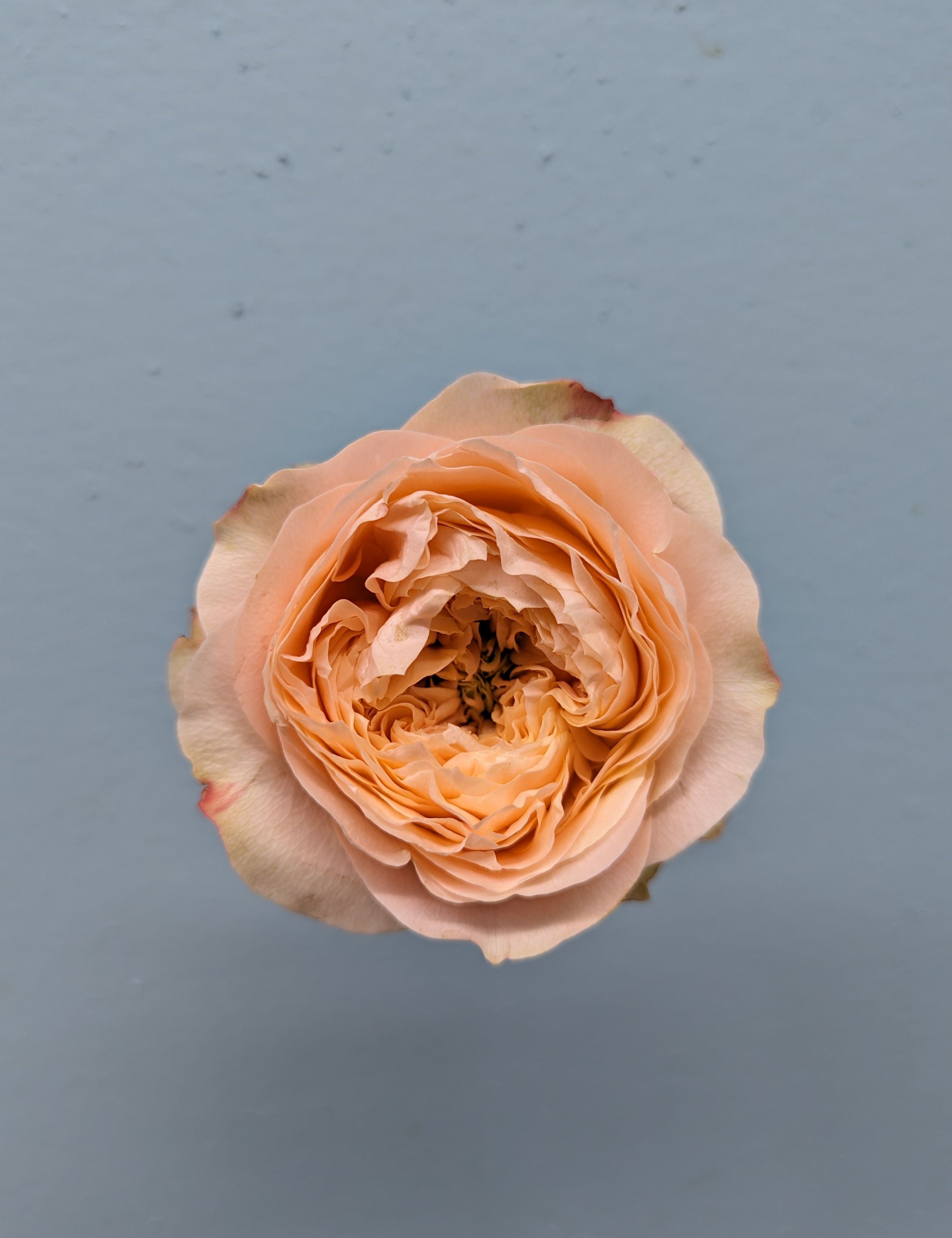 Sweet Harper Peach Garden Rose