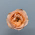 Sweet Harper Peach Garden Rose