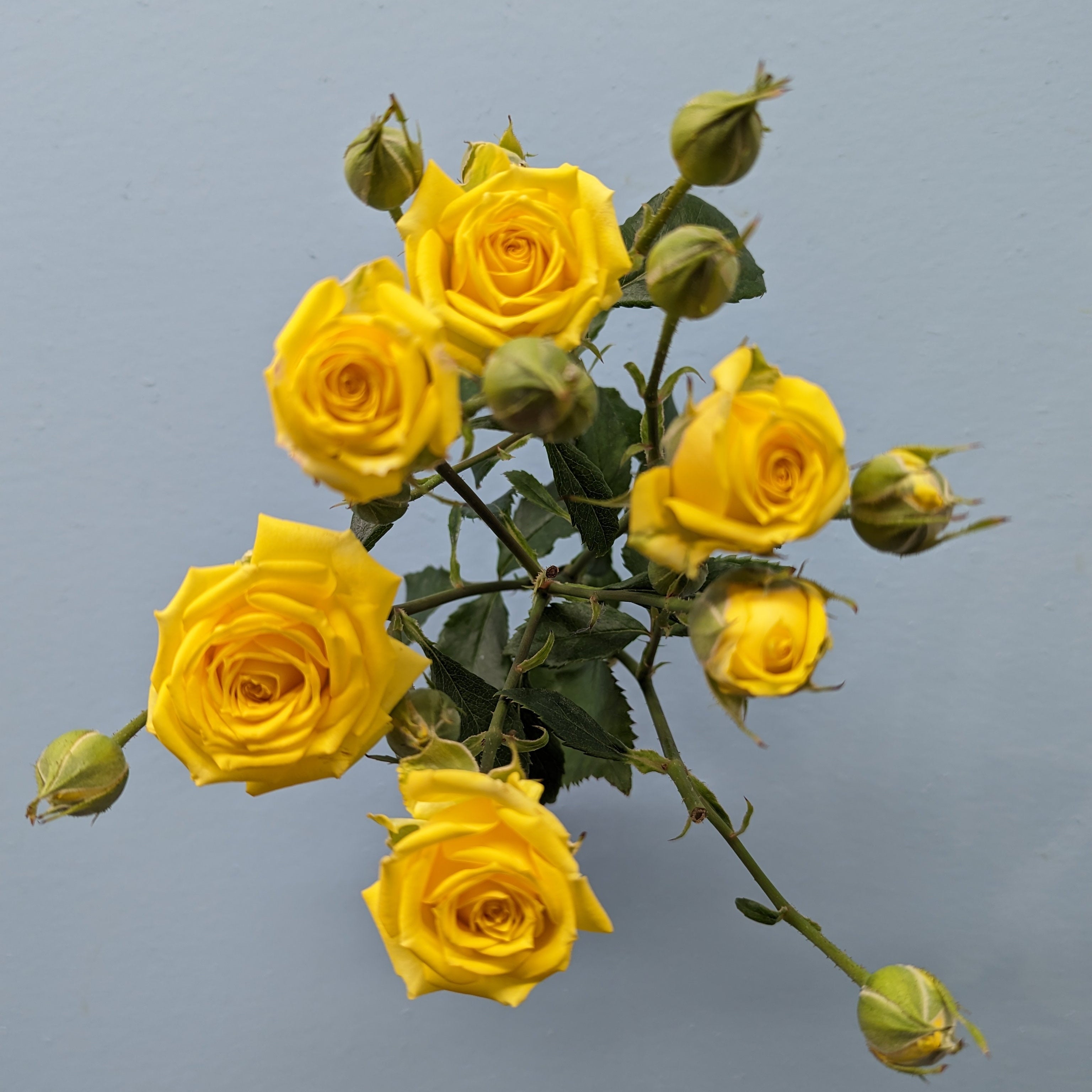 Tarantella Rose Spray