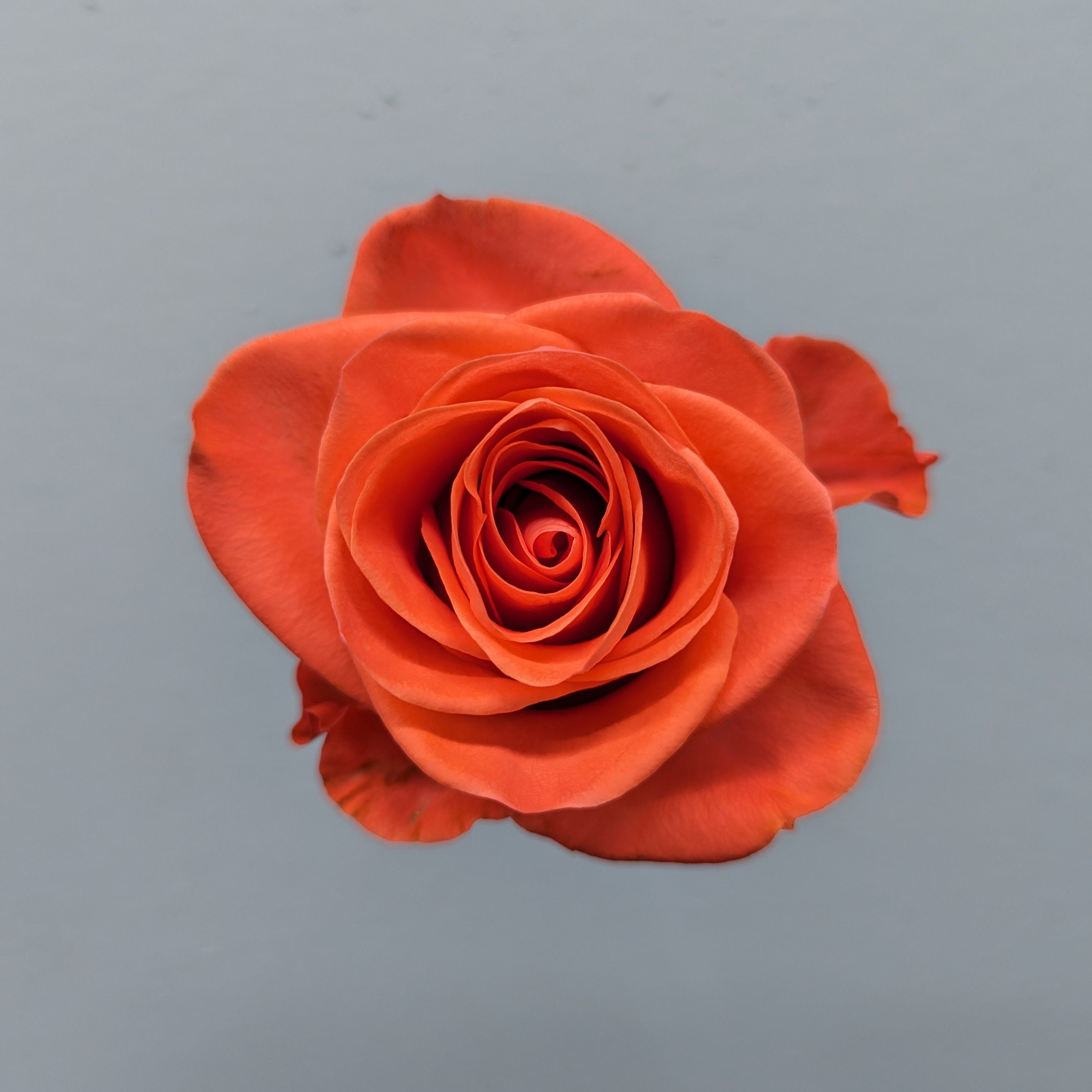 Wow Orange Rose