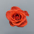 Wow Orange Rose