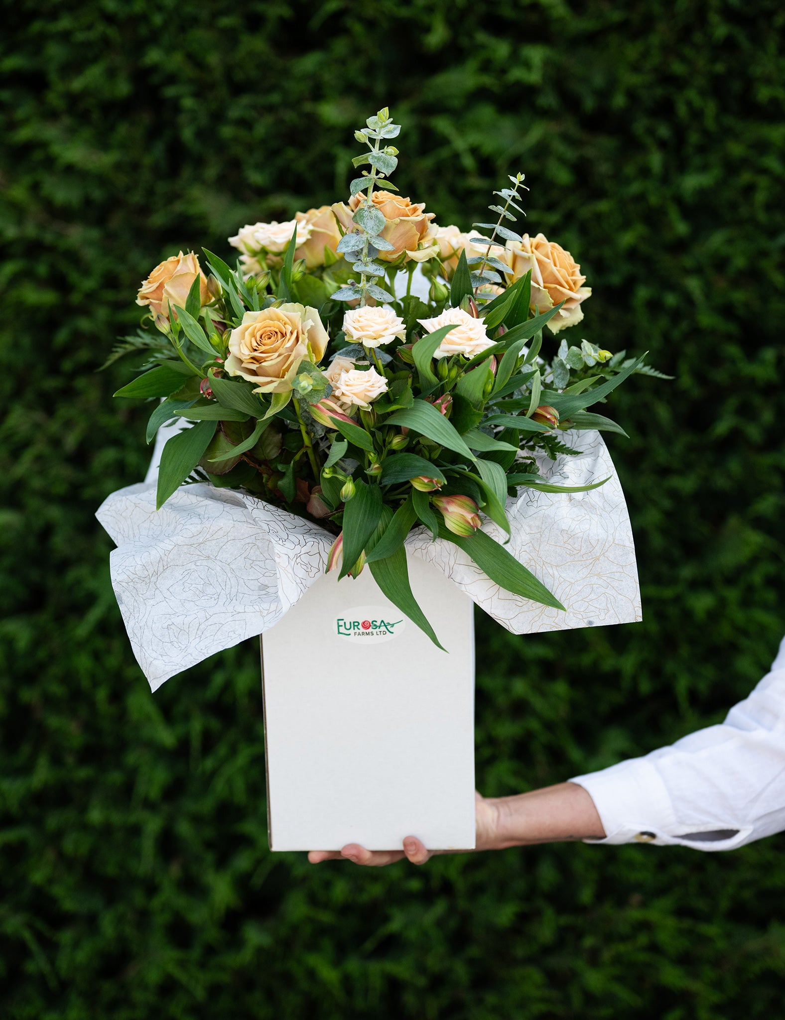 Pearl Avalanche – Eurosa Farms
