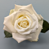 Mother's Day Eurosa Fresh Rose Romance