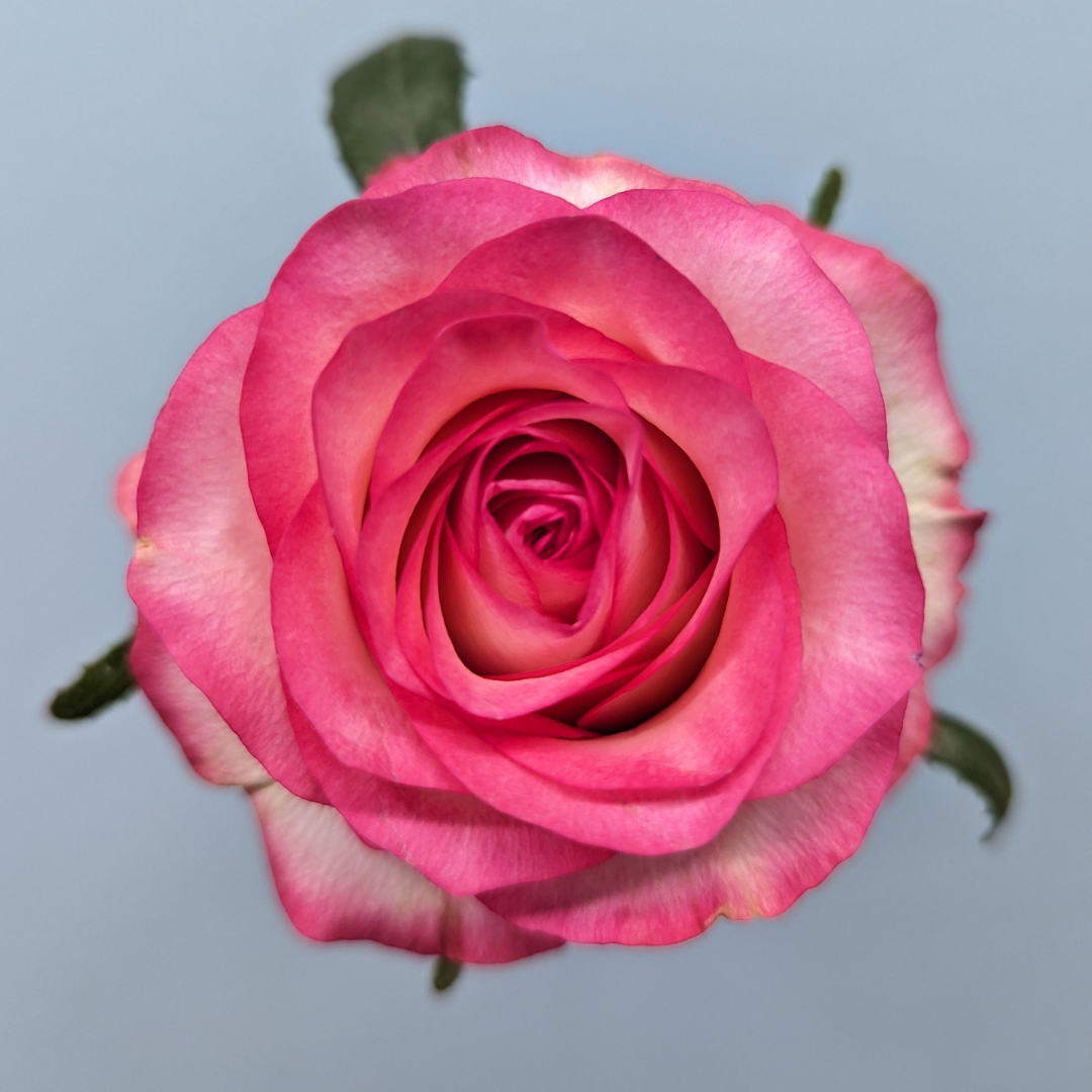 Mother's Day Eurosa Fresh Rose Romance